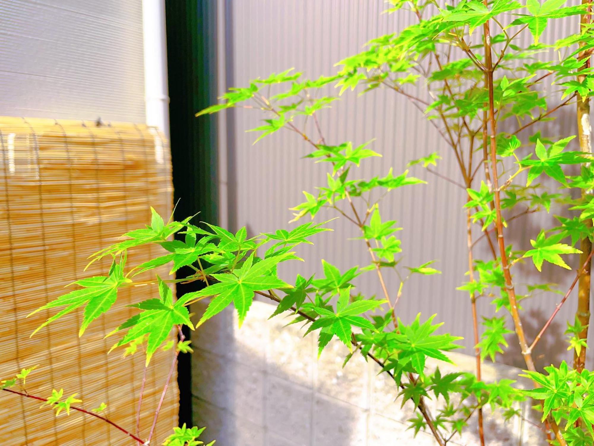 Suikakan Heianjingumae 酔花間 — Photos 2